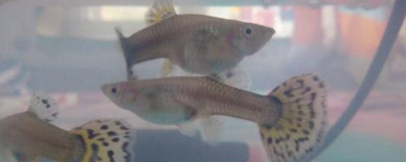 孔雀鱼陆续死亡原因