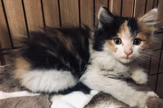 宠物店有土猫卖吗