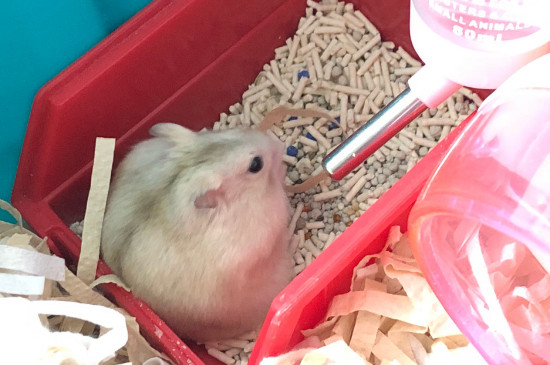 被仓鼠咬了有潜伏期吗