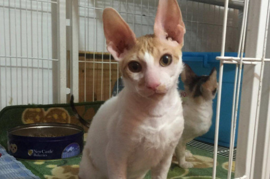 尼克斯卷毛猫掉毛吗
