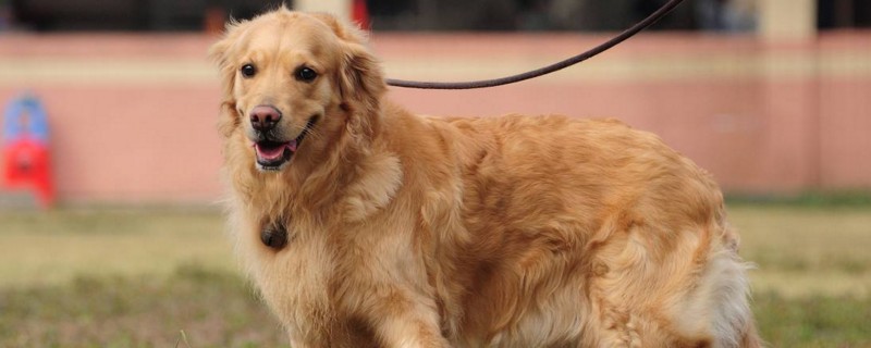 金毛犬5大危害