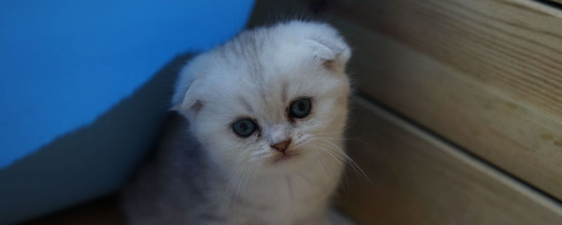 折耳猫骨骼病表现