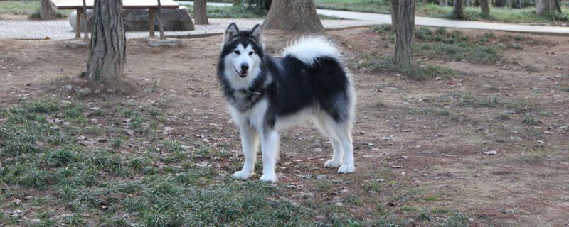 阿拉斯加犬用什么狗绳