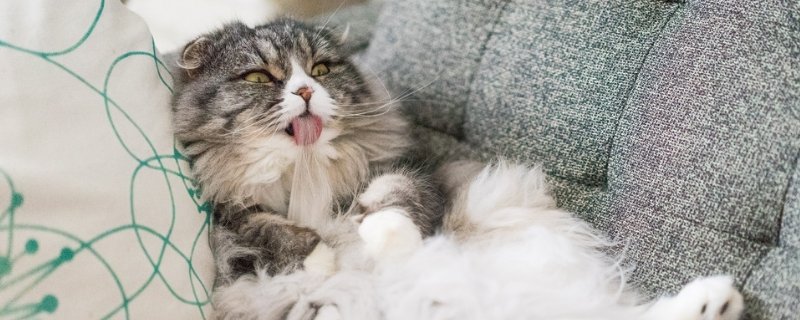猫一到晚上就上蹿下跳