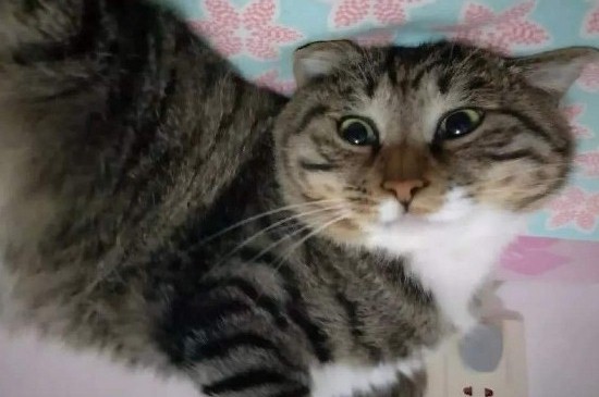 猫什么时候拉屎，猫咪排泄时间