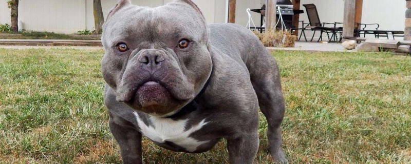 恶霸犬好不好养