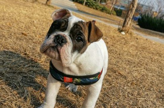 两个月的英斗该怎么喂，英斗幼犬的喂养技巧