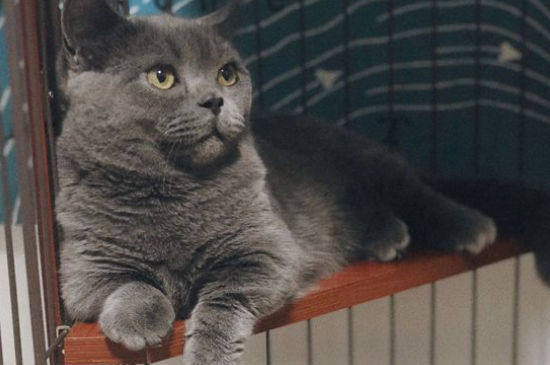 矮脚猫好养吗