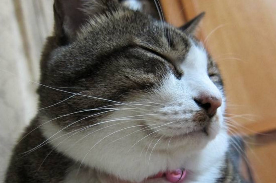 小猫几个月驱虫