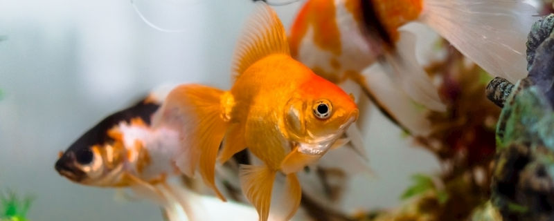 一条小金鱼喂几粒鱼食