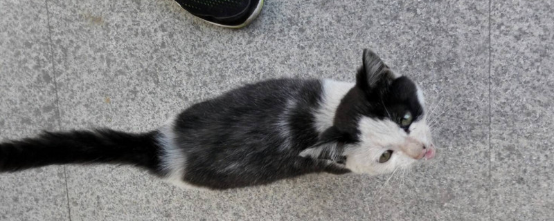猫喜欢亲近什么样的人
