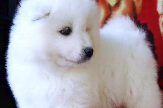 萨摩耶犬饲养方法，合理喂养并定期驱虫接种疫苗