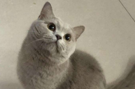 英短蓝猫夏天怎么度过