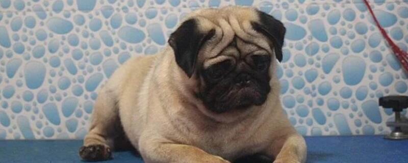 小型犬养什么好