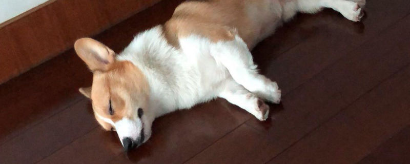 狗吃坏肚子吐了怎么办
