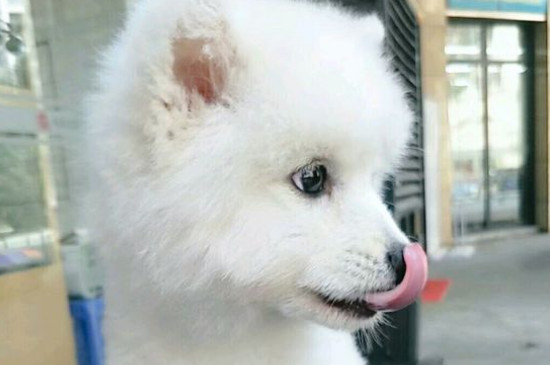 狗牙掉了还能长出来吗