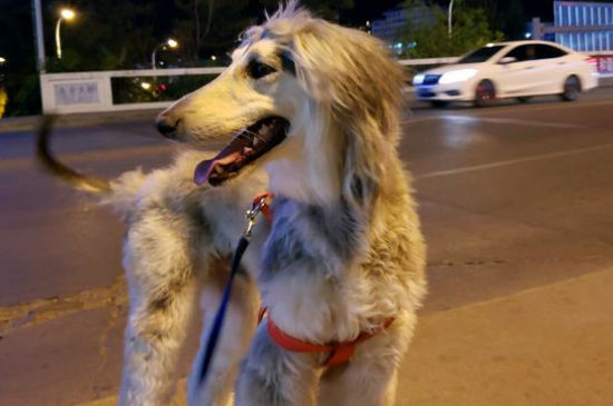 阿富汗猎犬攻击性强吗