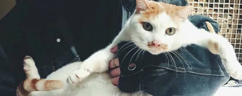 猫瘟会通过衣服传染吗