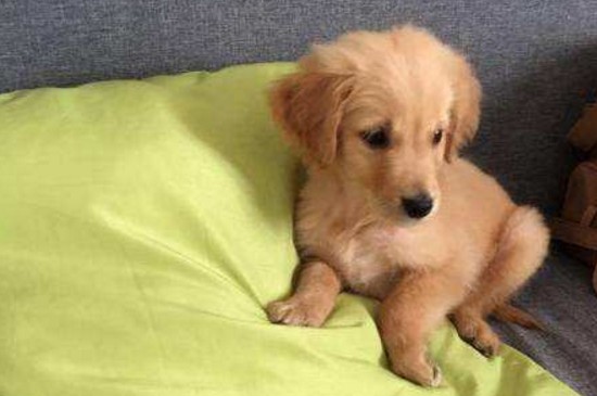 金毛幼犬可以吹空调吗，能吹但不能对着出风口吹