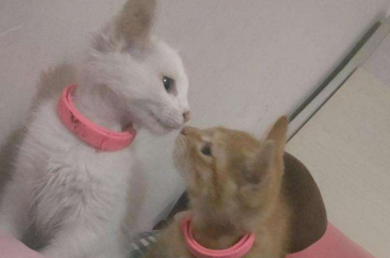 猫为什么会得猫藓