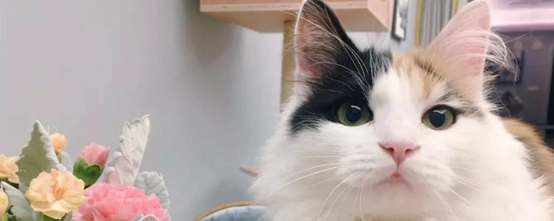 家养三花猫注意事项