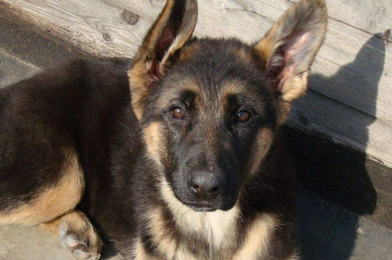 看家护院最忠诚的犬，德国牧羊犬最忠心能看护主人财产