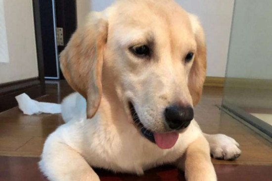 狗狗只打狂犬疫苗可以吗
