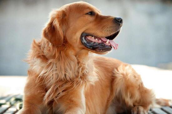 成犬可以吃幼犬粮吗