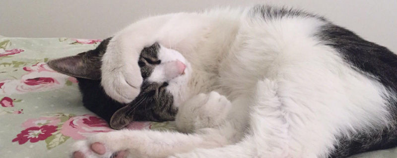 猫精神挺好吐黄水