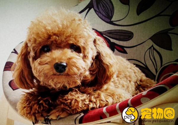 泰迪犬怎样训练比较好，主人的态度非常重要