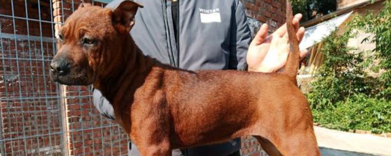川东猎犬怕冷吗