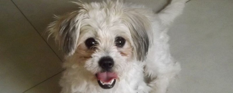 比熊犬口臭怎么办