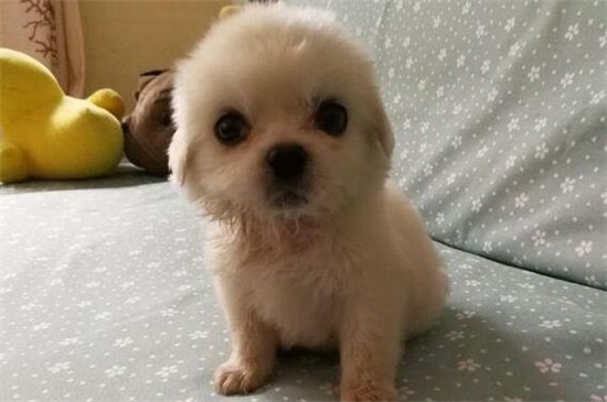 小奶狗多大能洗澡