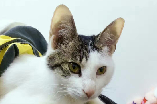 母猫要生之前的表现