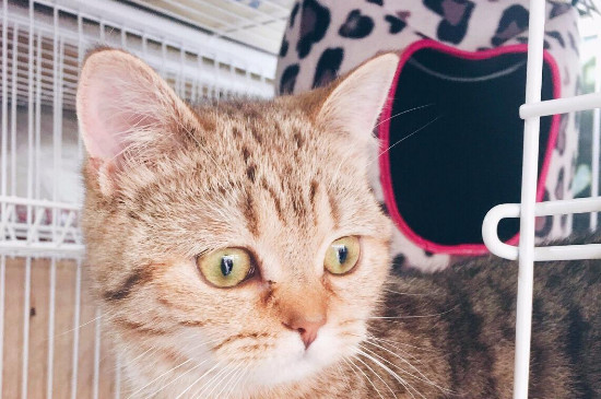 猫趴车上吉利吗