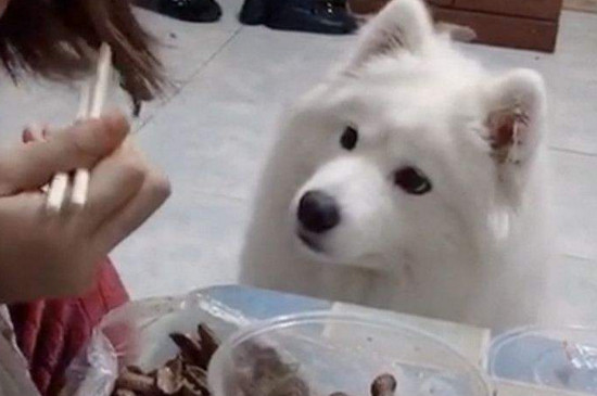萨摩几个月开始变老实
