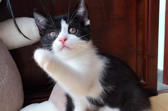 猫能不能打