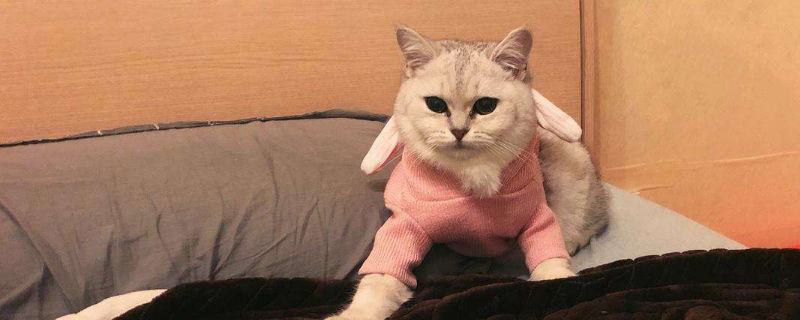 猫身上扒开毛有小黑点