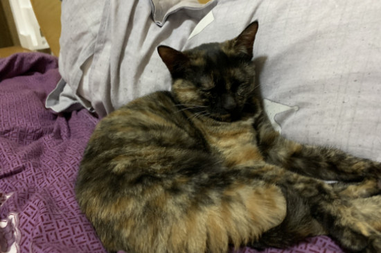 玳瑁猫和三花猫的区别