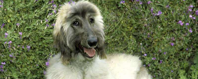 阿富汗猎犬可以喂生肉吗