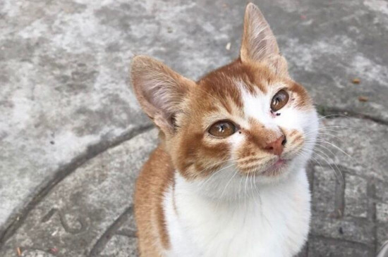 猫不亲人饿几天行吗