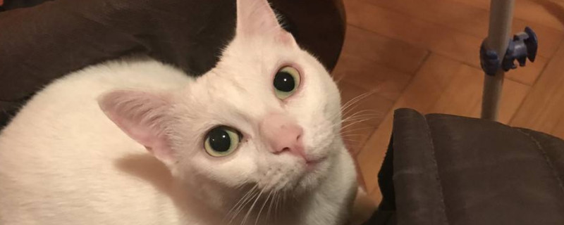 猫一个人在家能撑几天