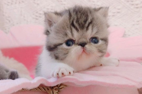 猫咪脖子上有个鼓包