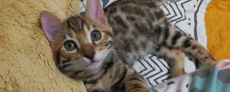 豹猫怎么养才听话