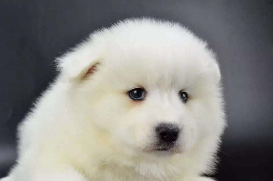 幼犬萨摩耶不能吃什么