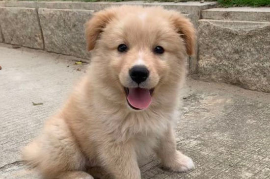 狗狗得细小不行的征兆