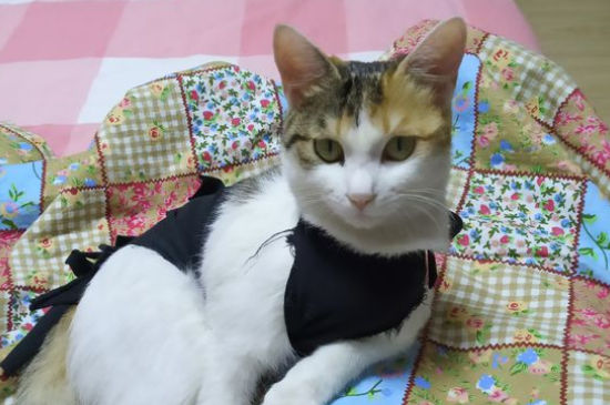 猫抓伤了要打疫苗吗