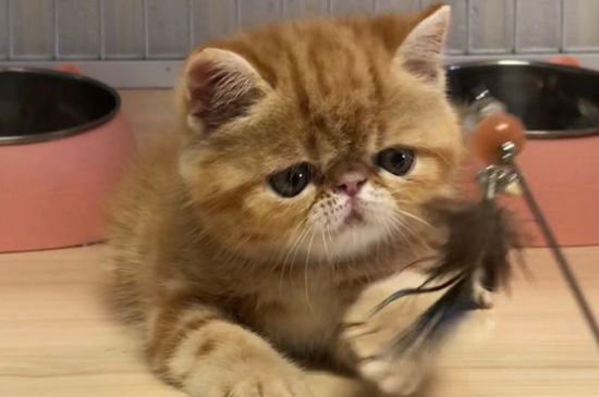 加菲猫为什么爱流眼泪