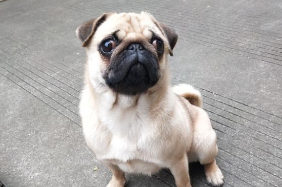 巴哥犬咬人吗