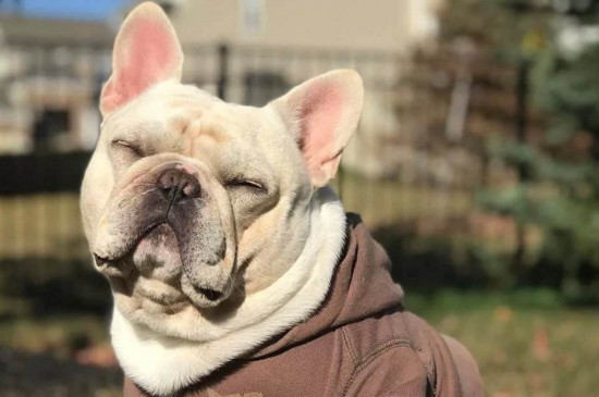 斗牛犬会咬主人吗，触及其利益或挑逗过度也会咬人